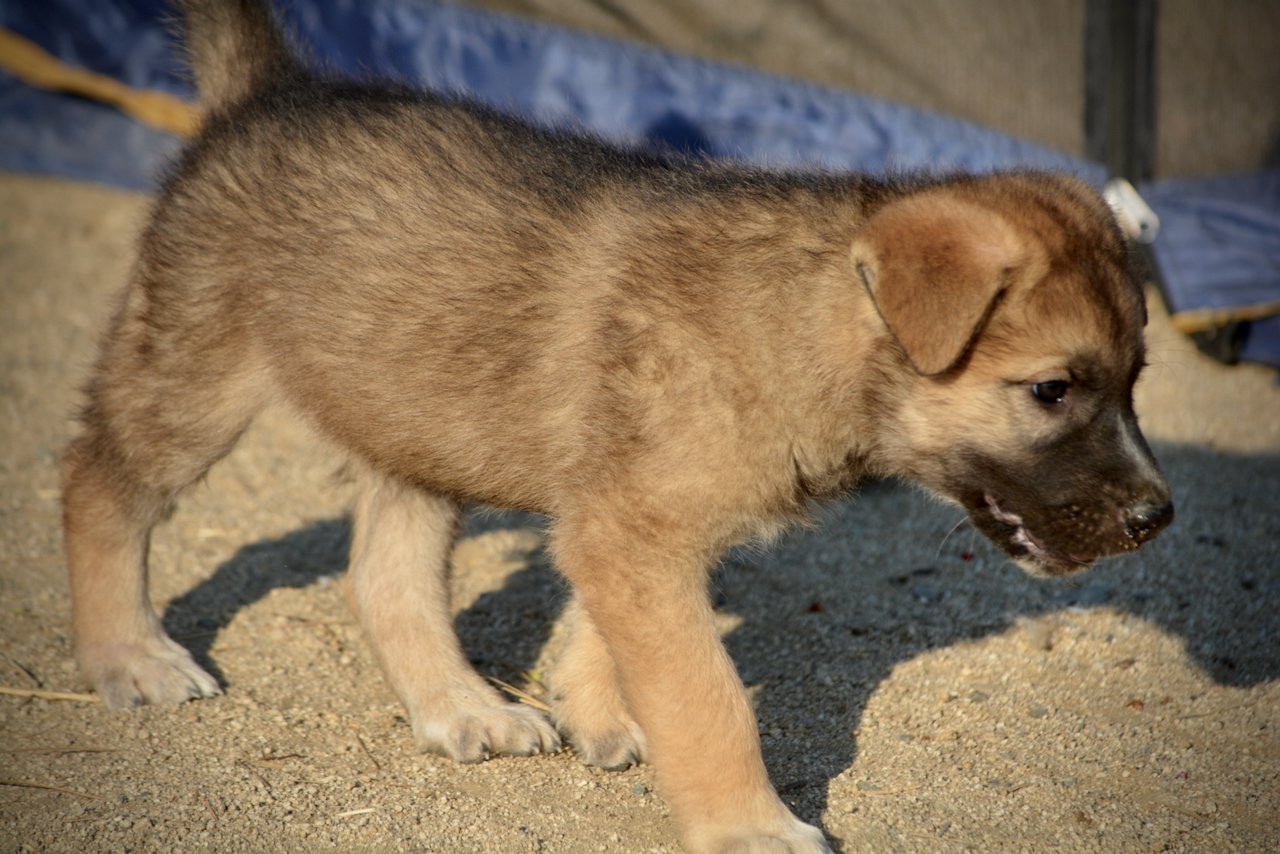 Monster Movie - Balrog - 6 weeks old - walking right smiling