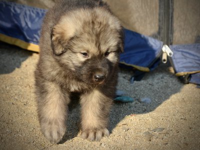 Monster Movie - Creature - 6 weeks old - walking front