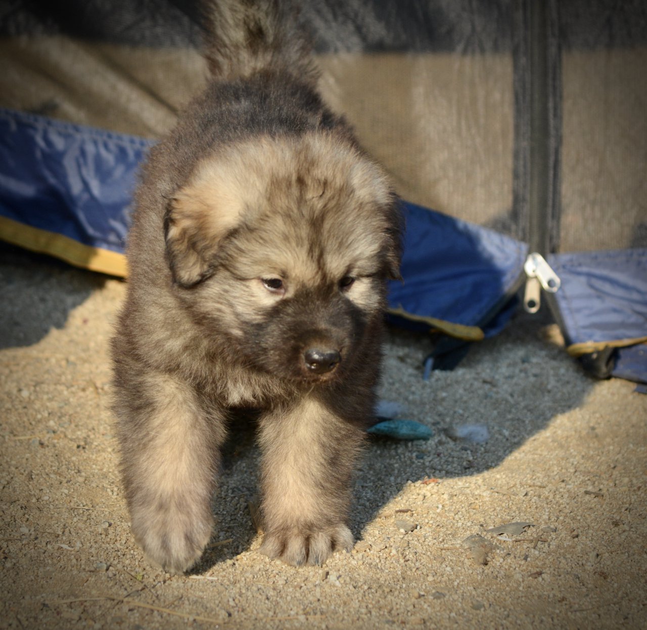 Monster Movie - Creature - 6 weeks old - walking front