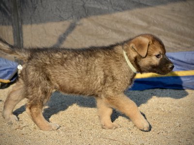 Monster Movie - Mothra - 6 weeks old - trotting right1