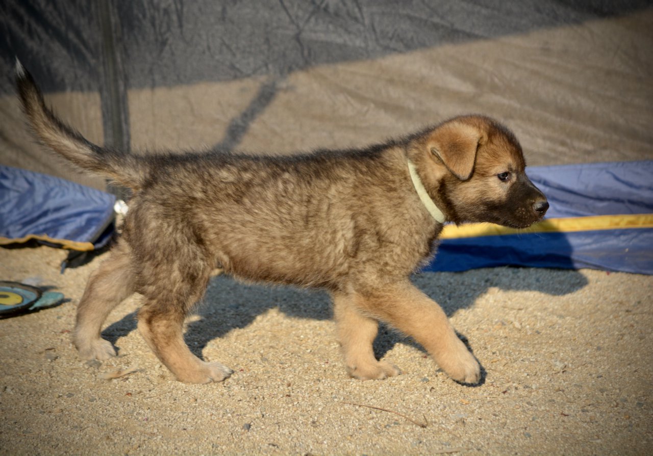 Monster Movie - Mothra - 6 weeks old - trotting right1