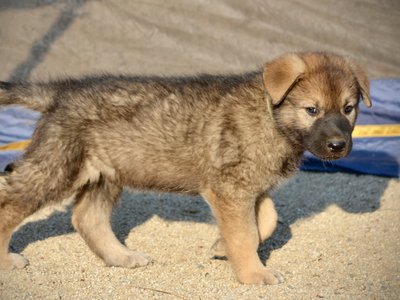 Monster Movie - Mothra - 6 weeks old - walking right - looking