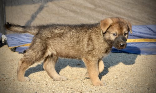 Monster Movie - Mothra - 6 weeks old - walking right - looking