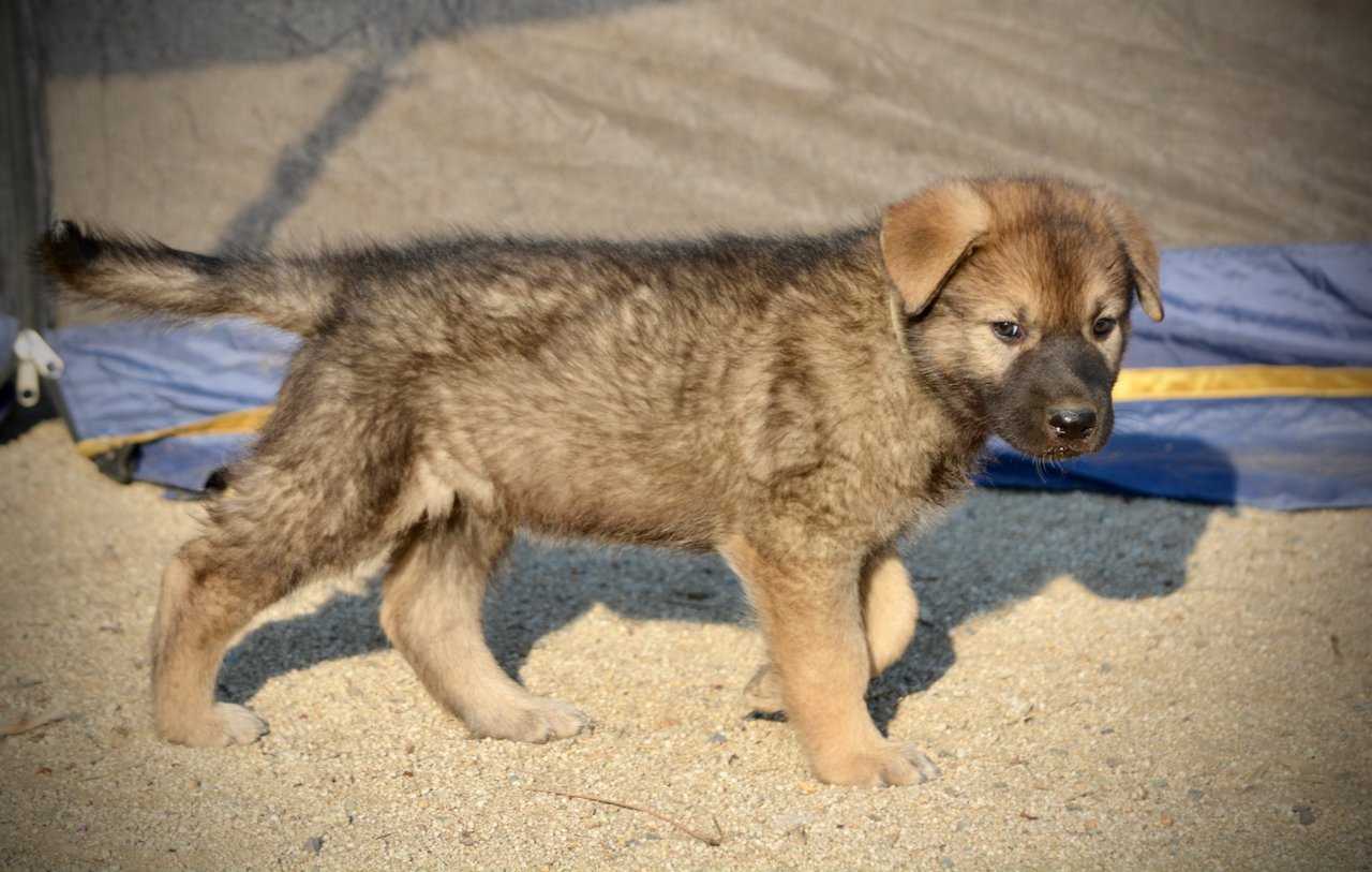 Monster Movie - Mothra - 6 weeks old - walking right - looking