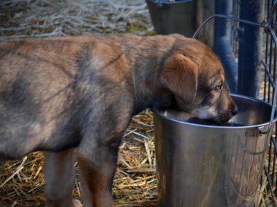 Big Dog Litter - 11 weeks old - Marmaduke5