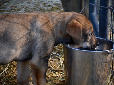 Big Dog Litter - 11 weeks old - Marmaduke5