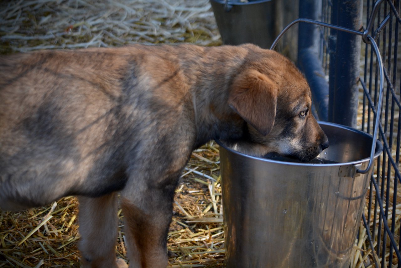Big Dog Litter - 11 weeks old - Marmaduke5