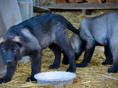 Big Dog - 11 weeks - Elektra & Colossus