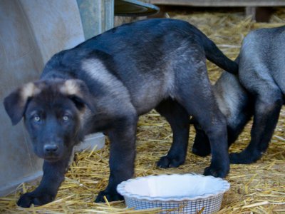 Big Dog - 11 weeks - Elektra & Colossus