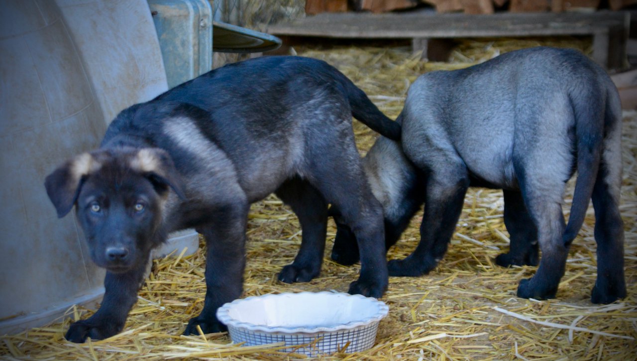 Big Dog - 11 weeks - Elektra & Colossus
