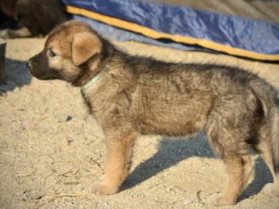 Monster Movie - Mothra - 6 weeks old - looking left - standing