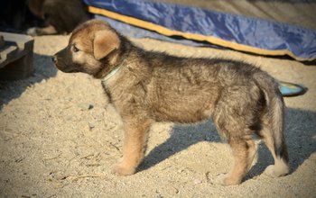 Monster Movie - Mothra - 6 weeks old - looking left - standing