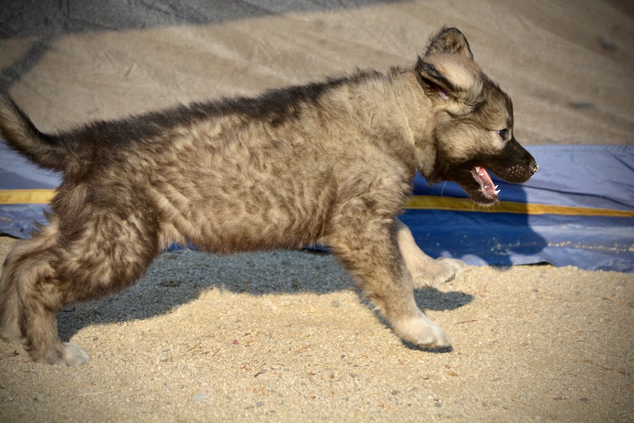 Monster Movie - Godzilla - 6 weeks old - running right