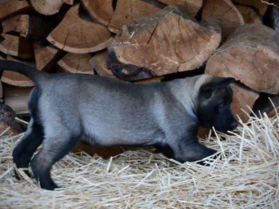 Big Dog - 11 weeks - Colossus3