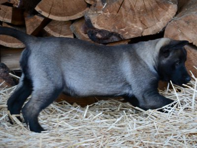 Big Dog - 11 weeks - Colossus3