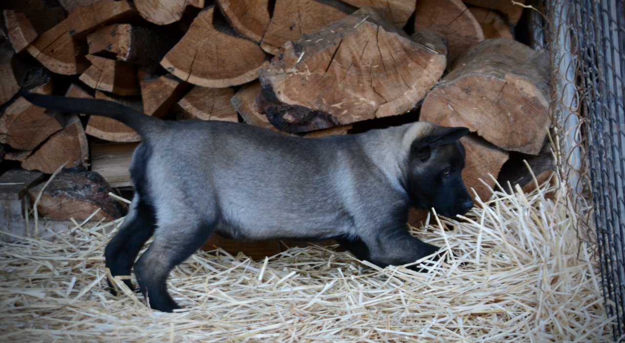 Big Dog - 11 weeks - Colossus3