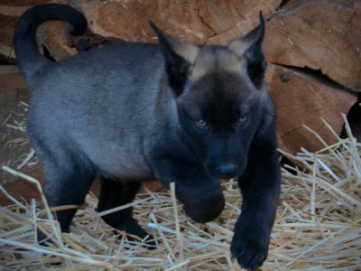 Big Dog - 11 weeks - Colossus4