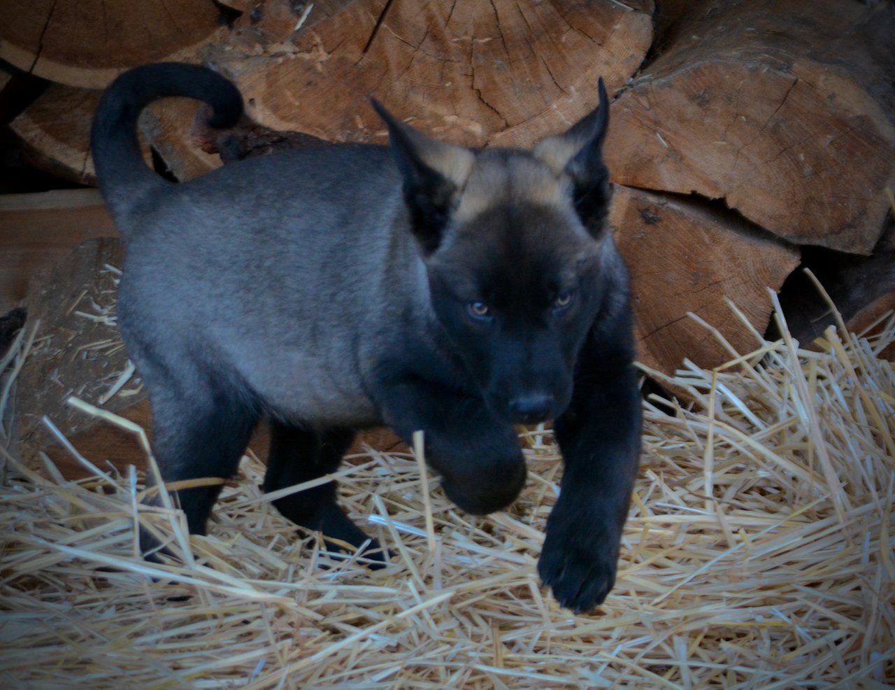 Big Dog - 11 weeks - Colossus4
