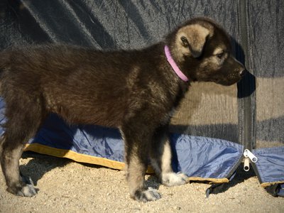 Monster Movie - Minilla - 6 weeks old - standing pretty - right