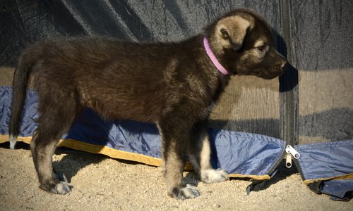 Monster Movie - Minilla - 6 weeks old - standing pretty - right