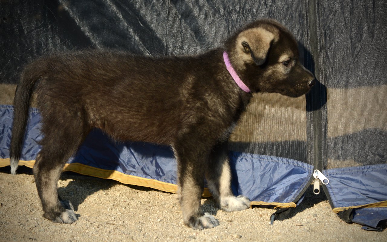 Monster Movie - Minilla - 6 weeks old - standing pretty - right