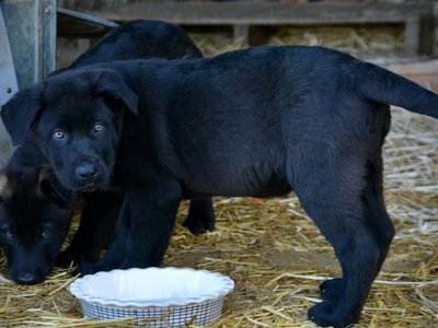 Big Dog Litter - 11 weeks old - Spartacus4