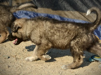 Monster Movie - Godzilla - 6 weeks old - walking left1