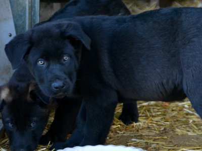 Big Dog Litter - 11 weeks old - Spartacus4