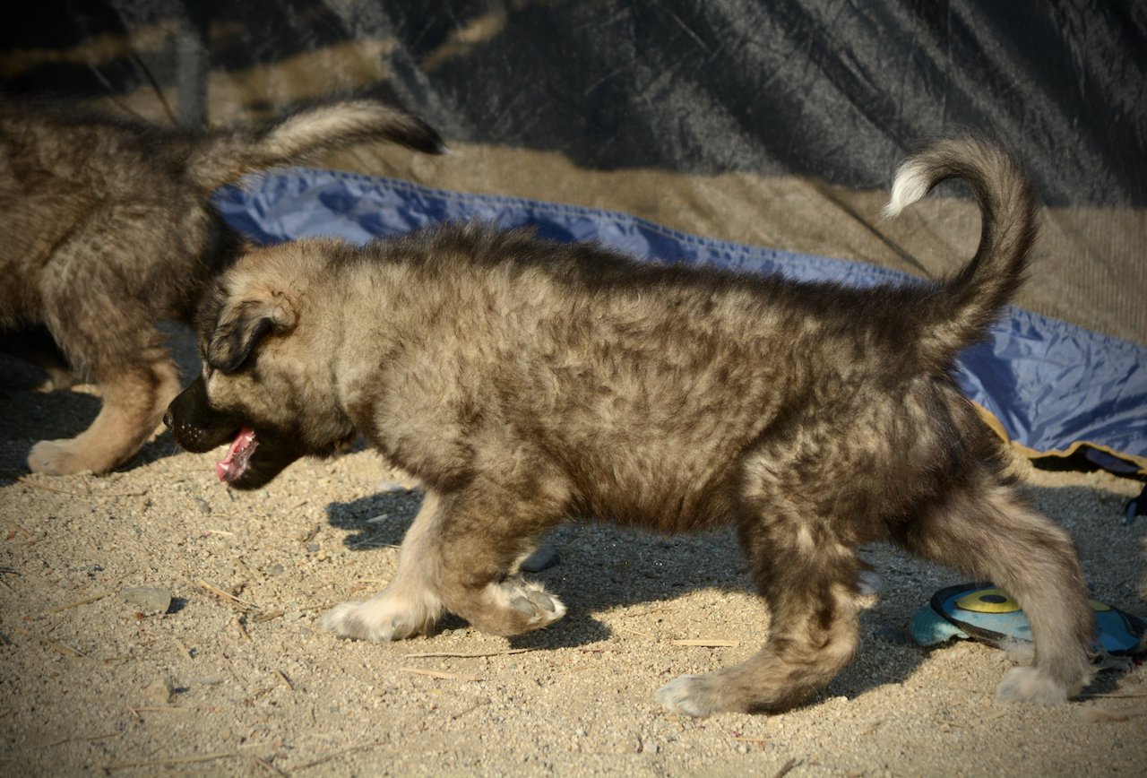 Monster Movie - Godzilla - 6 weeks old - walking left1