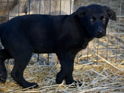 Big Dog Litter - 11 weeks old - Usul7