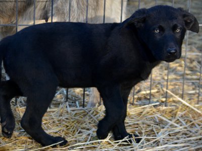 Big Dog Litter - 11 weeks old - Usul7