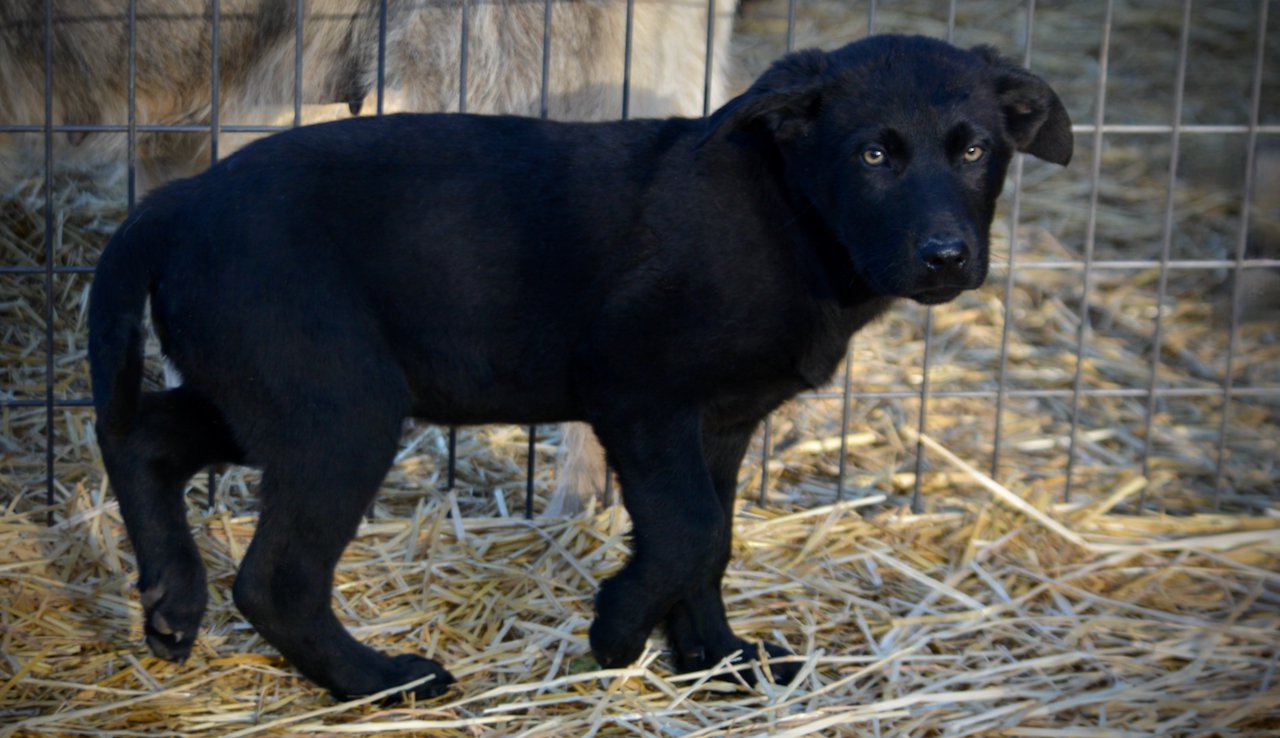 Big Dog Litter - 11 weeks old - Usul7