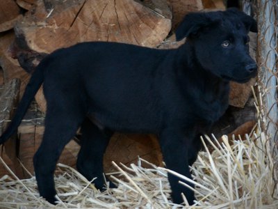 Big Dog Litter - 11 weeks old - Usul6
