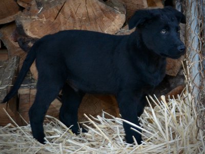 Big Dog Litter - 11 weeks old - Usul6