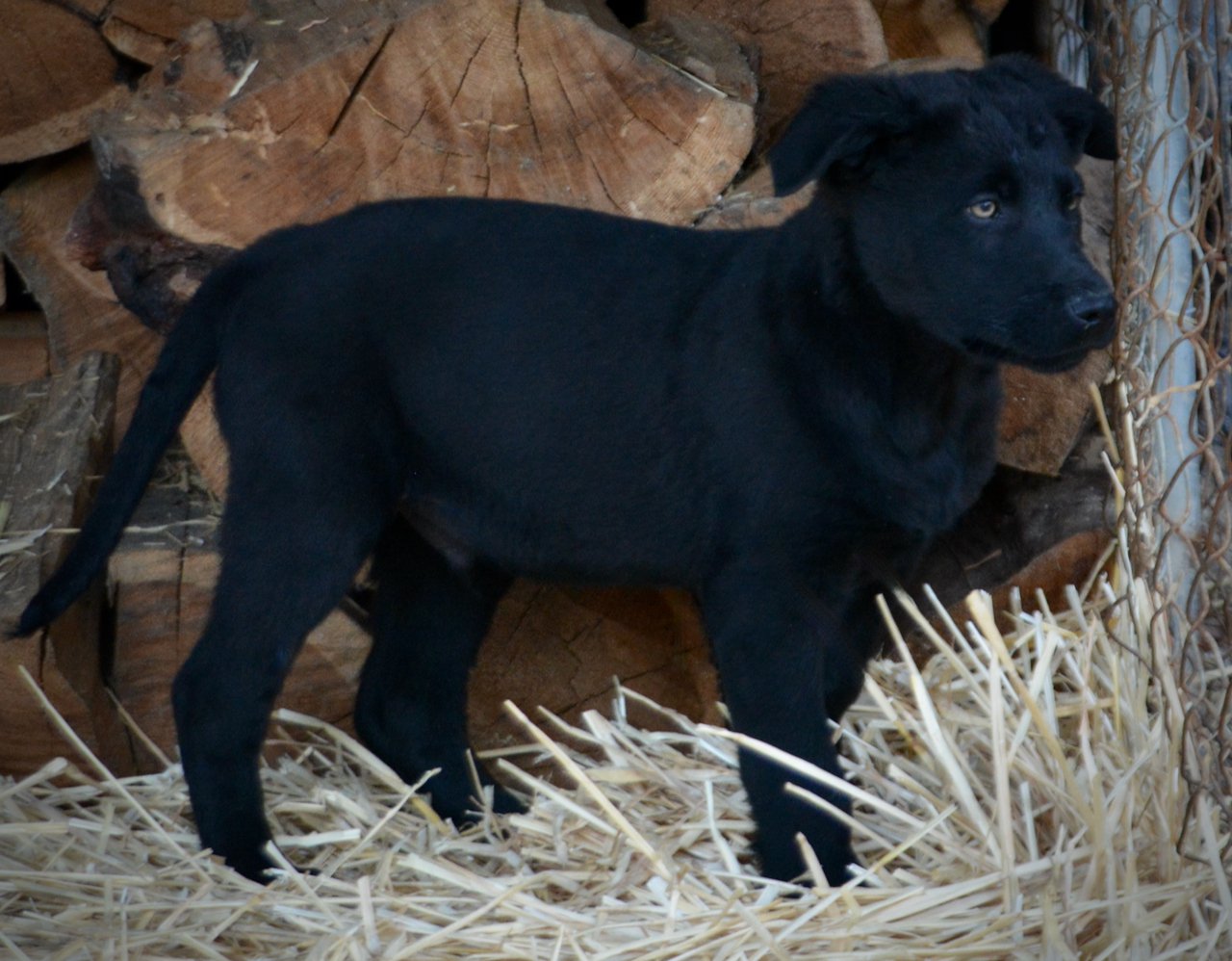 Big Dog Litter - 11 weeks old - Usul6