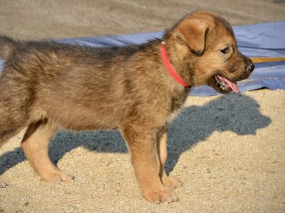 Monster Movie - Gamera - 6 weeks old - standing right