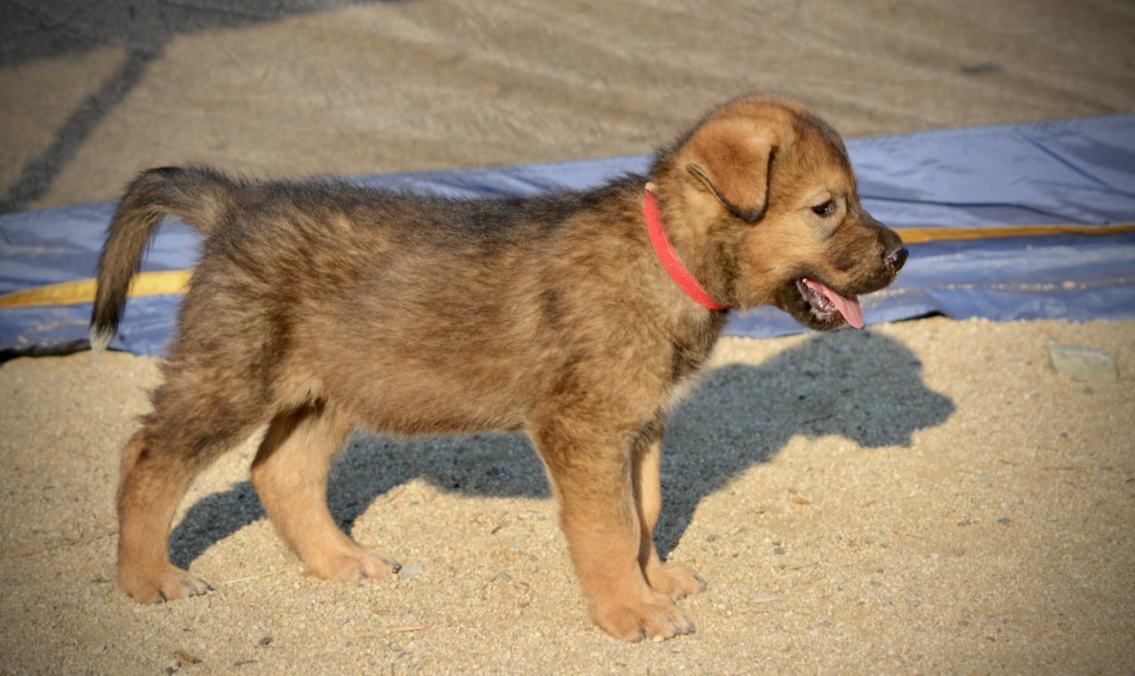 Monster Movie - Gamera - 6 weeks old - standing right