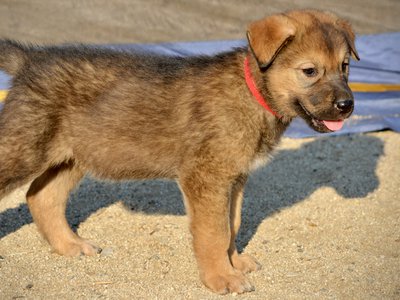 Monster Movie - Gamera - 6 weeks old - standing right - looking