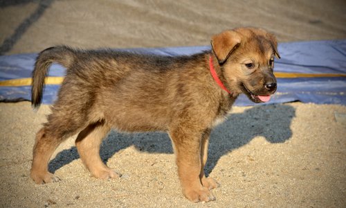 Monster Movie - Gamera - 6 weeks old - standing right - looking