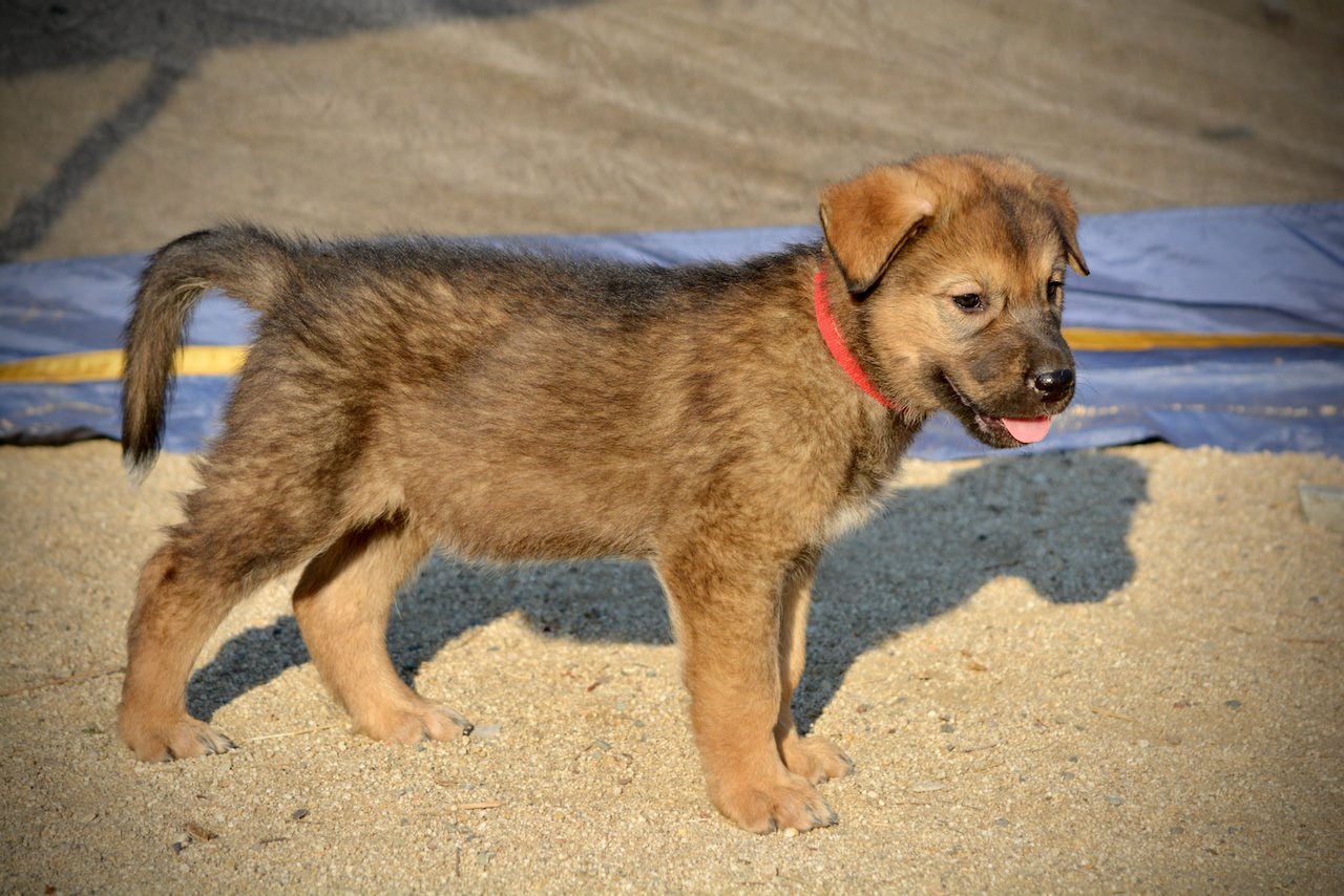 Monster Movie - Gamera - 6 weeks old - standing right - looking