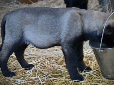 Big Dog - 11 weeks - Colossus5