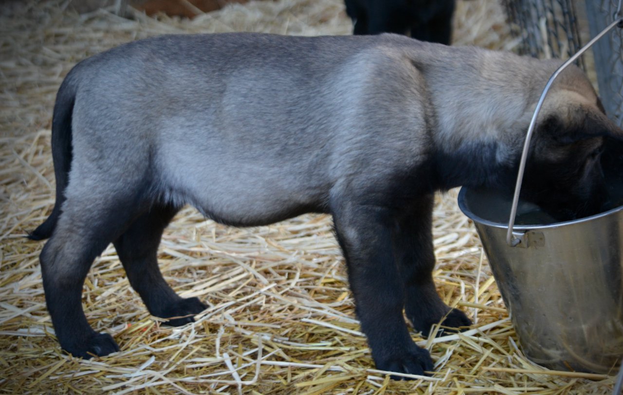 Big Dog - 11 weeks - Colossus5
