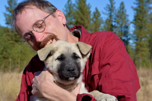 Alsatian best sale shepalute breeders