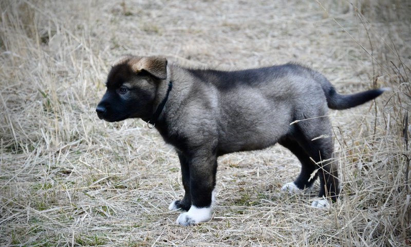 DWP_Stanley_9WeeksOld_1.jpeg