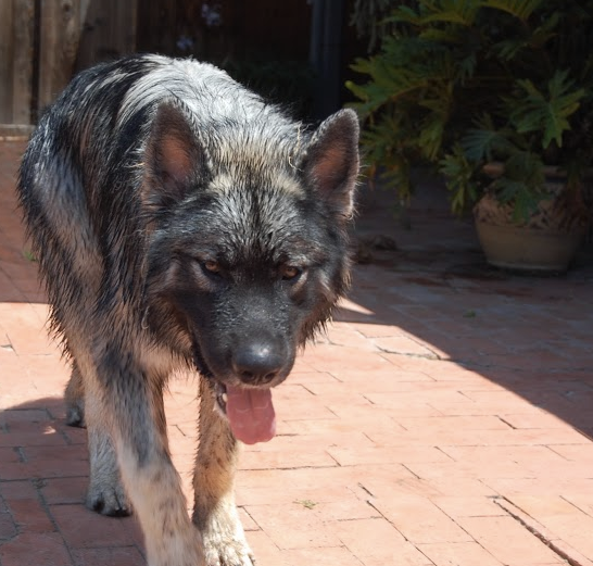 DeeOhGee at 8 months old..png