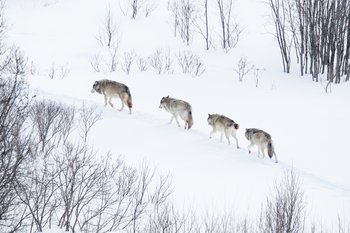 Wolves Walking in the Snow