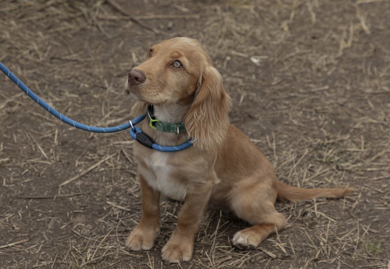 Slip Lead - Golden Retriever