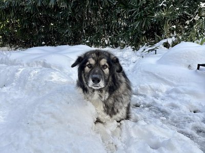 Diamond Lover (Remus) in the snow.jpg