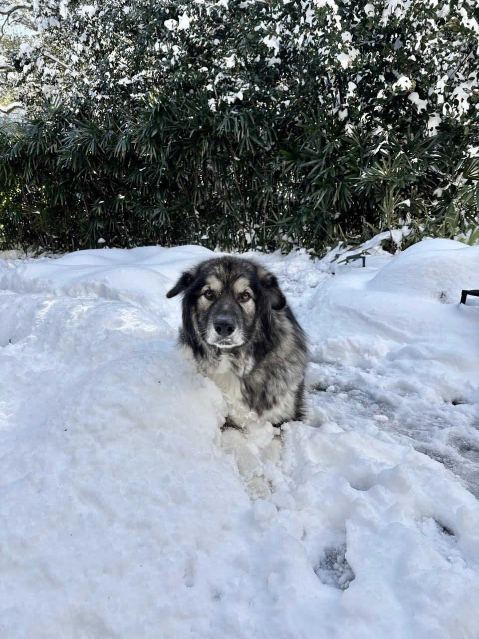 Diamond Lover (Remus) in the snow.jpg