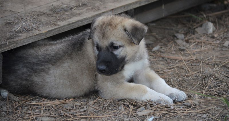 Dread Pirate Roberts[1].JPG